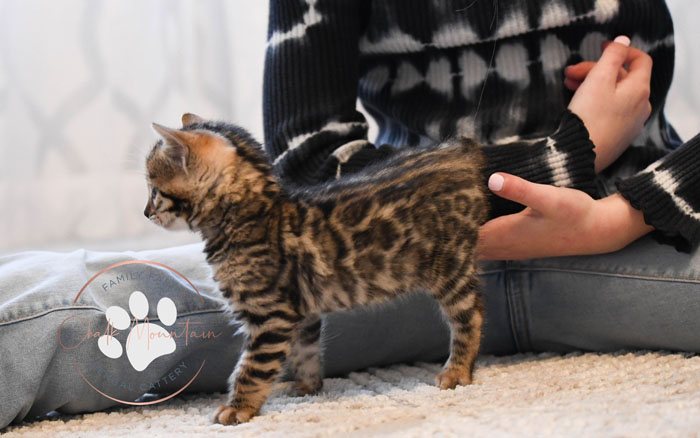 Bengal kitten for sale